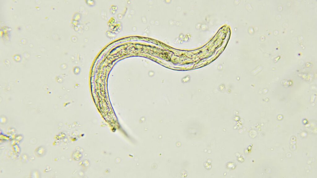 Online Treatment for Threadworm